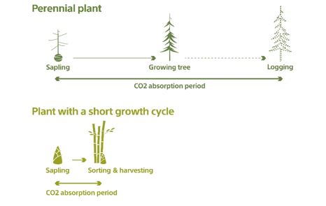 通过规划采伐必要数量竹子，有望确保整个竹山保持可持续的生长周期
