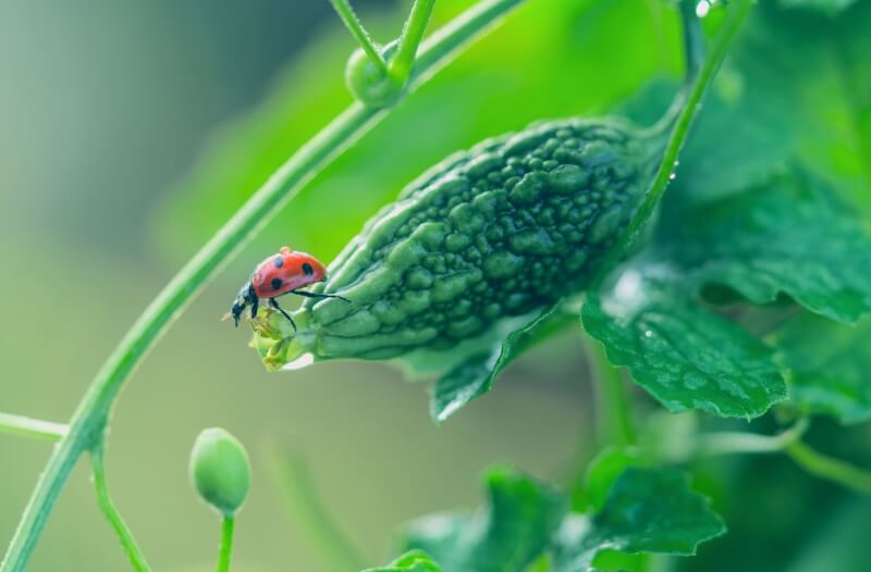 《雨后清晨》— 邱英伦