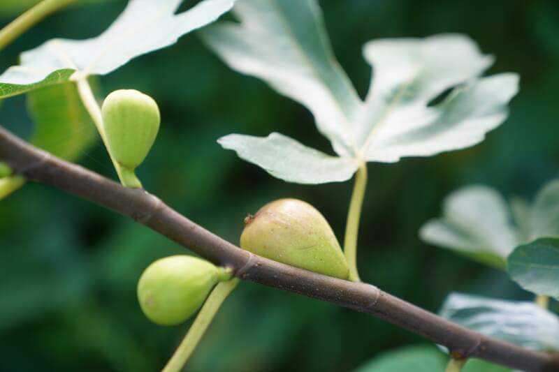 《无花果》— 艾军