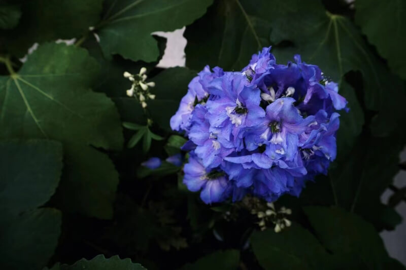 《协生角中的绣球花》— 马瑞奎