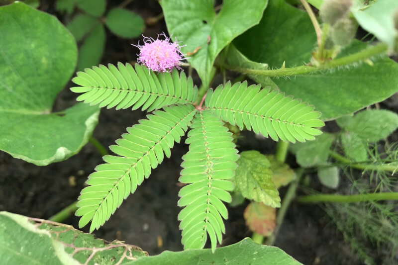 《含羞草》— 王依敏
