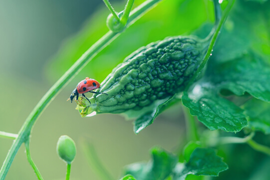 哇！喔！生物多样性活动-发现、并传递自然之美图片