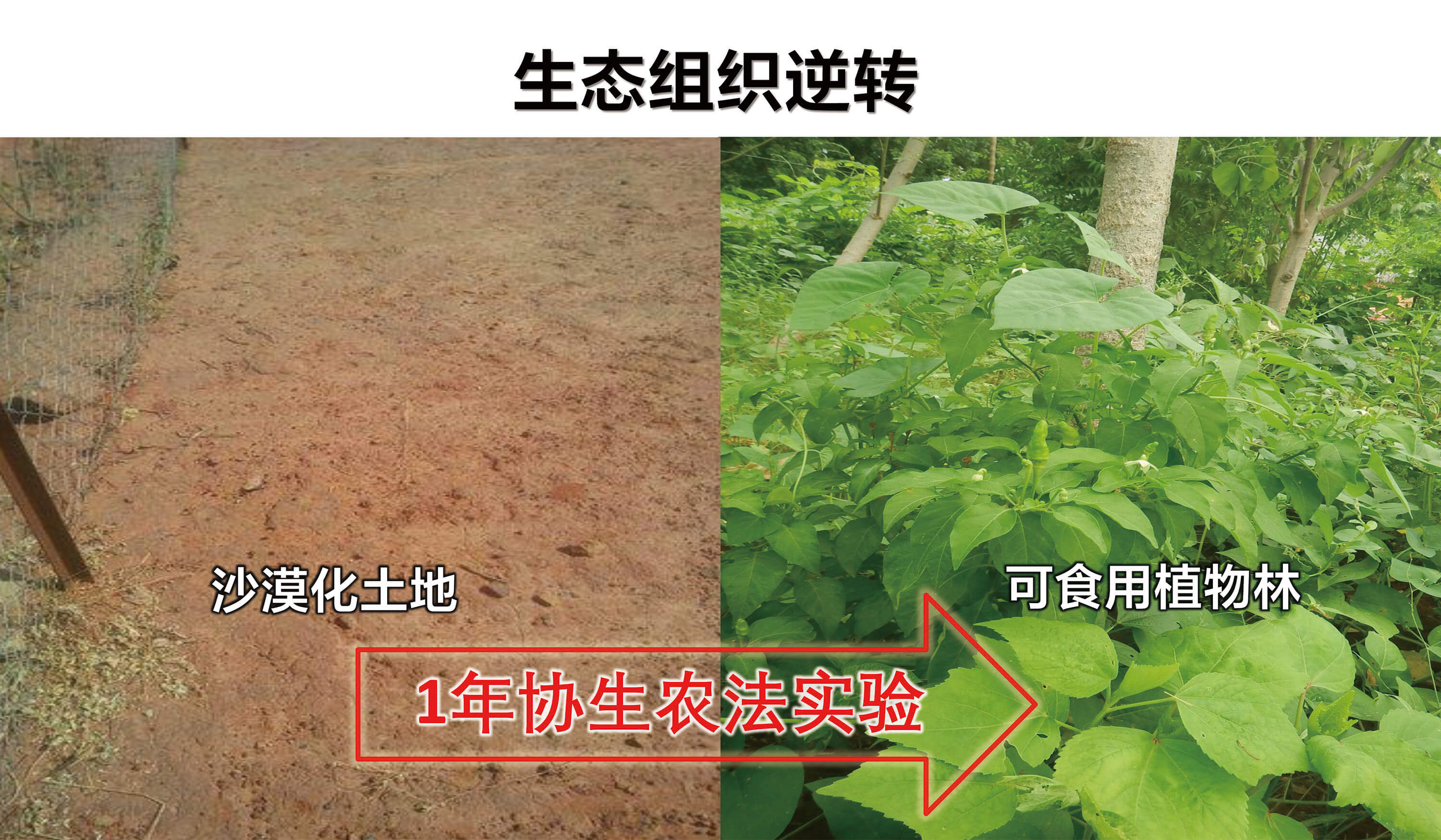 协生农法