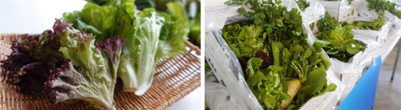 协生农法蔬菜品尝活动