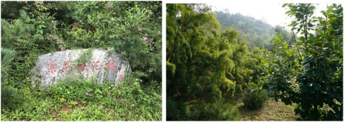 索尼碳汇林 助力零负荷-2020索尼北京地区志愿植树活动
