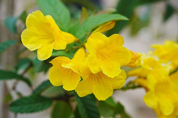 春天的呼唤 | 黄钟花，紫葳科