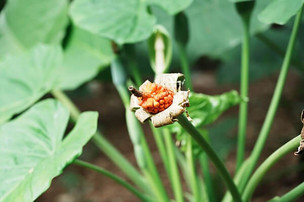 芋果的独语时光 | 海芋，天南星科