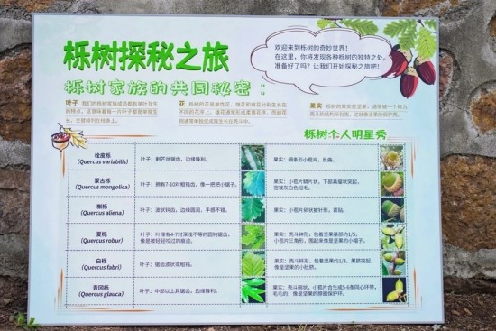 “栎树知多少”科普环节