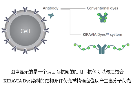 图中显示的是一个表面有抗原的细胞