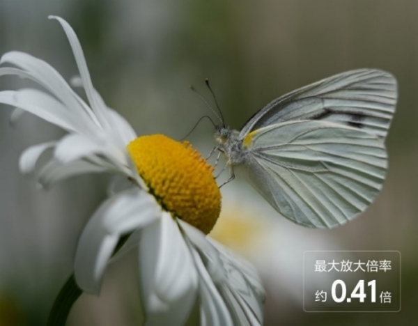 优秀近摄性能 兼顾花卉与昆虫拍摄