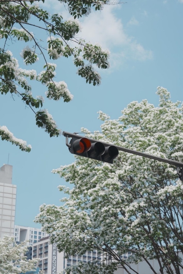 (“柔风”Soft Breeze )