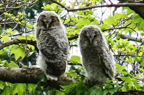 索尼的生物多样性保护倡议与社区共建