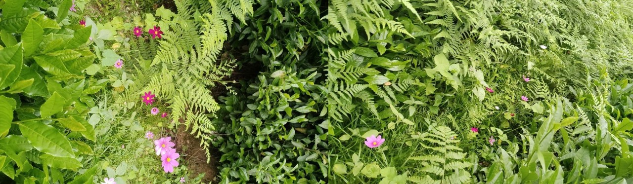 茶园内动植物共生生态实拍图