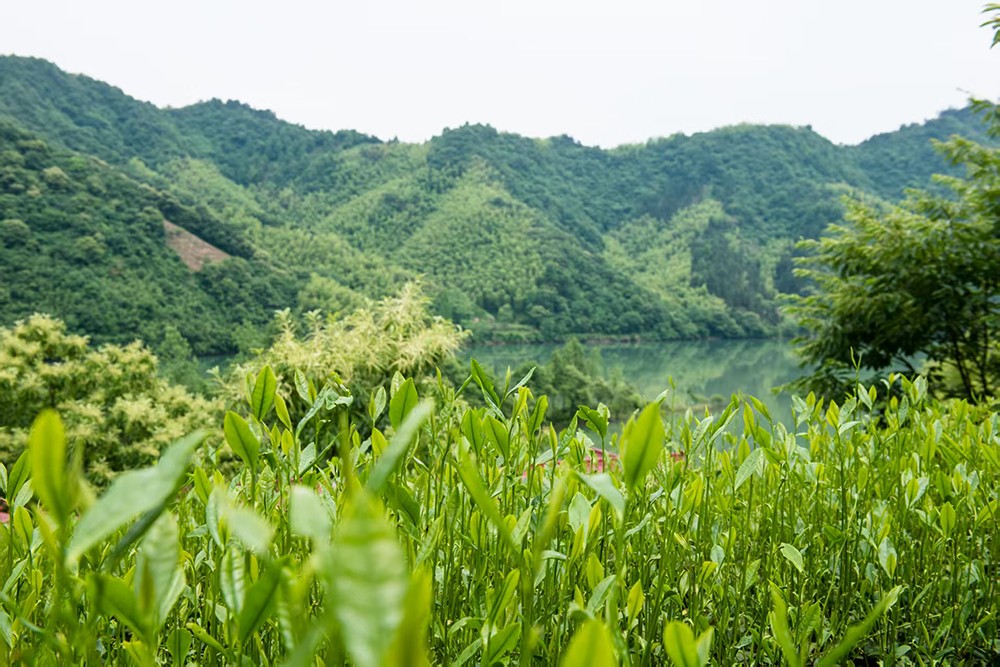 协生农法茶园周边全景图